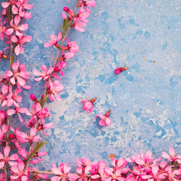Frühlingsblühende Zweige, rosa Blumen auf einem blauen Hintergrund