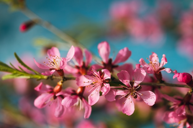 Frühlingsblühende Zweige, rosa Blumen auf einem blauen Hintergrund