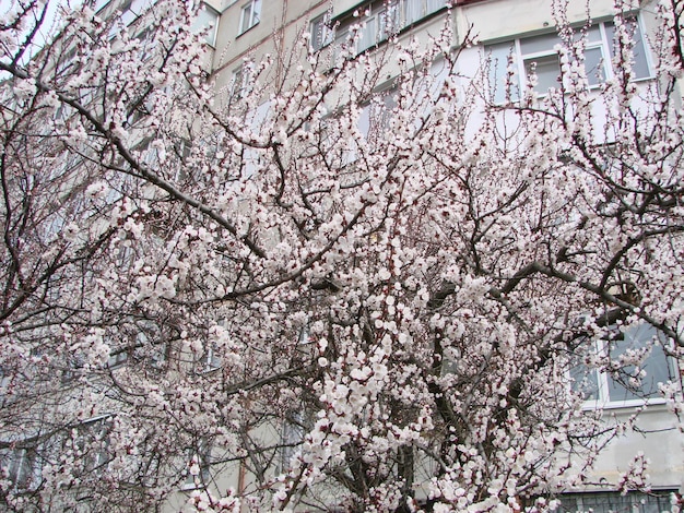 Frühlingsblühender Aprikosenbaum und Aprikosenblüten. Schöne Naturszene mit blühendem Baum und blauem Himmel