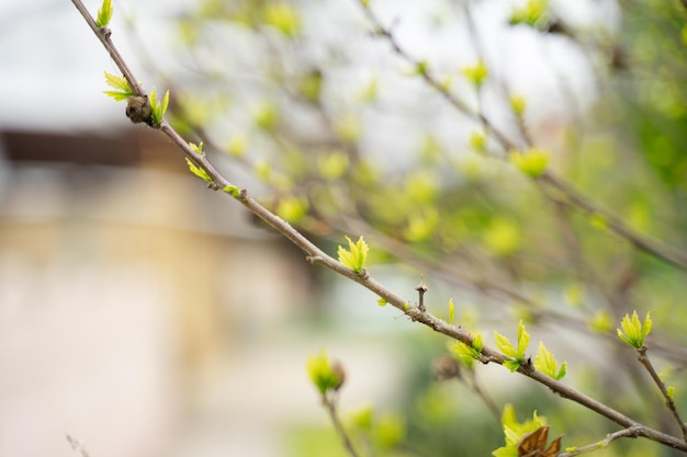 Frühlingsblühender Baum erwachte nach winterblühenden Knospen an einem Baum