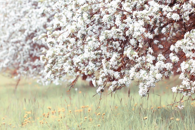 frühlingsblühender gartenhintergrund, zarte weiße blumen auf bäumen, saisonaler märzfrühling