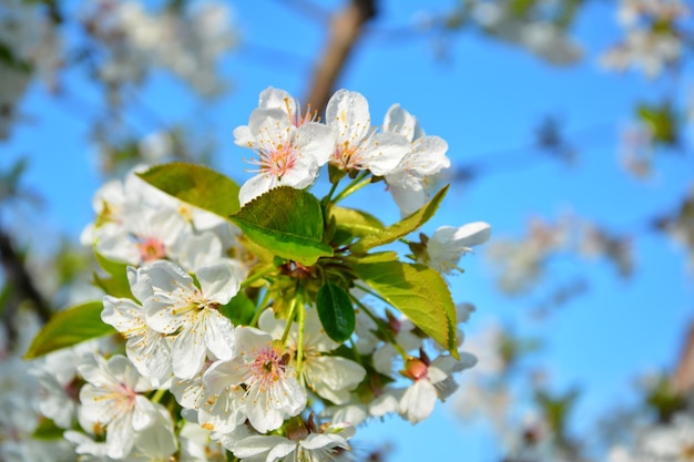 Frühlingsblühender Kirschbaum gegen den blauen Himmel Baum mit weißen Blüten und grünen Blättern in Nahaufnahme