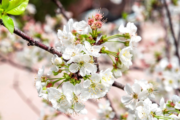 Frühlingsblühender Obstbaumzweig mit weißen Blüten Kirschbaum in voller Blüte Rosa Naturhintergrund