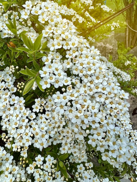 Frühlingsblühender Strauch mit vielen weißen Blüten Spirea Spiraea cantoniensis Selektiver Fokus