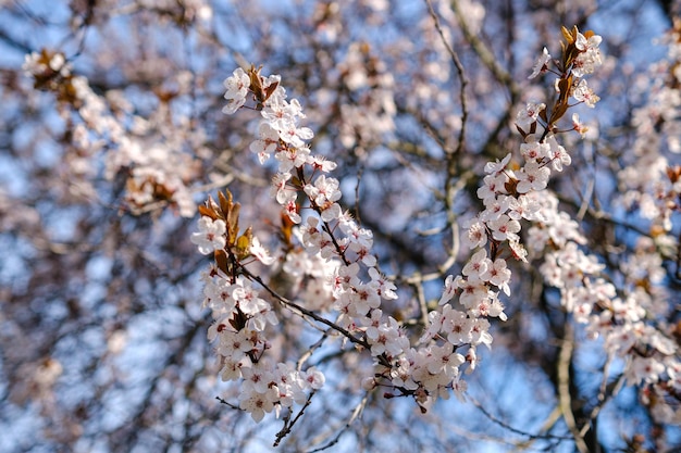 Frühlingsblüher Zierpflaume blühender Pflaumenbaum