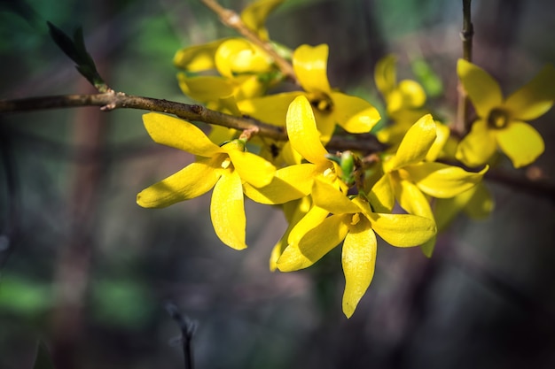 Frühlingsblüte am sonnigen Tag.