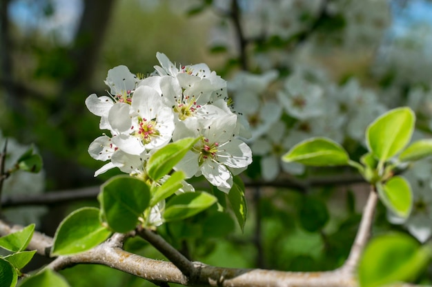 Frühlingsblüte Apfelbaum Blume Nahaufnahme mit weichem Hintergrund