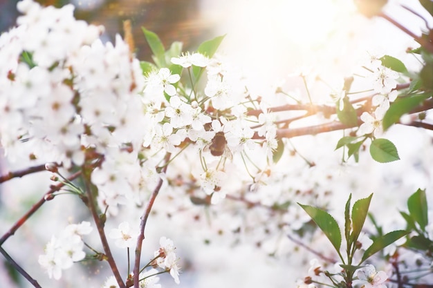 Frühlingsblüte bei Sonnenuntergang Weiße Blume auf dem Baum Apfel- und Kirschblüten