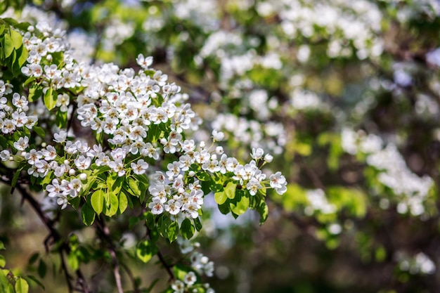 Frühlingsblüte. Blütenbaum. Frühlingsdruck. Apfelbaumzweig. Apfelblüte