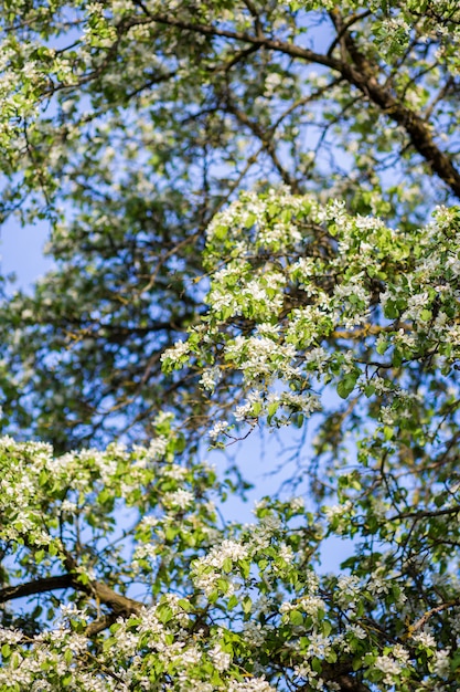 Frühlingsblüte. Blütenbaum. Frühlingsdruck. Apfelbaumzweig. Apfelblüte