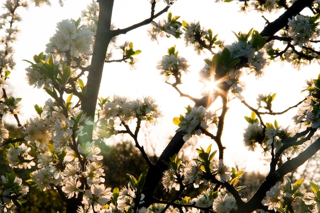 Frühlingsblüte der Bäume