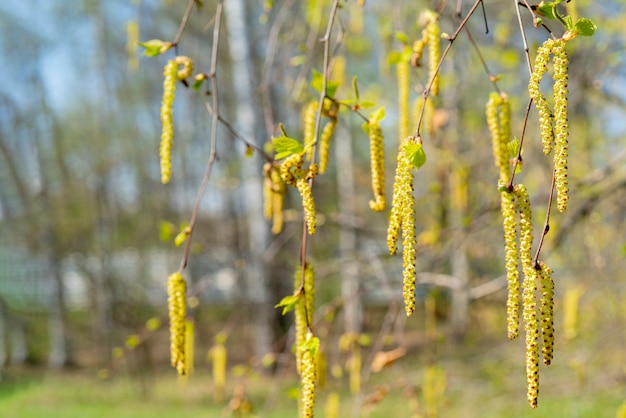 Frühlingsblüte der Birke.