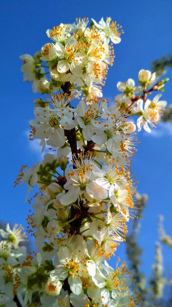Foto frühlingsblüte der kirschbaum