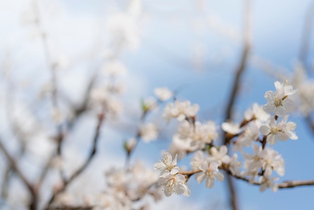 Frühlingsblüte des Aprikosenbaums