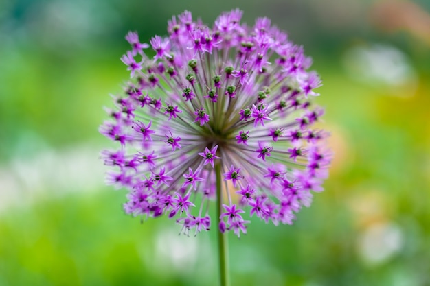 Frühlingsblüte, eine schöne Zwiebelknospe