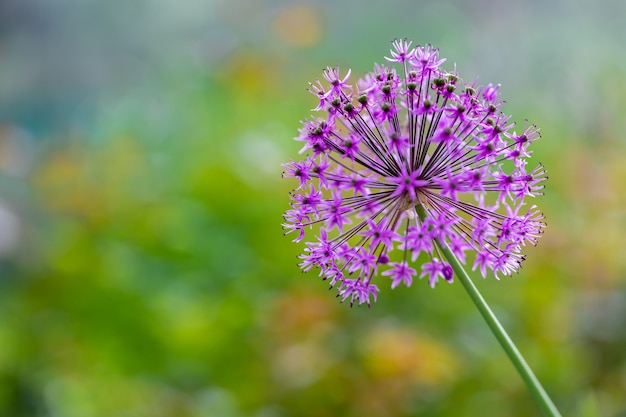 Frühlingsblüte, eine schöne Zwiebelknospe