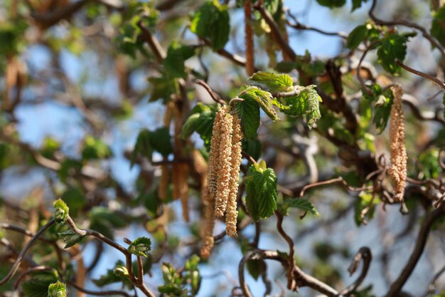 Frühlingsblüte im Park