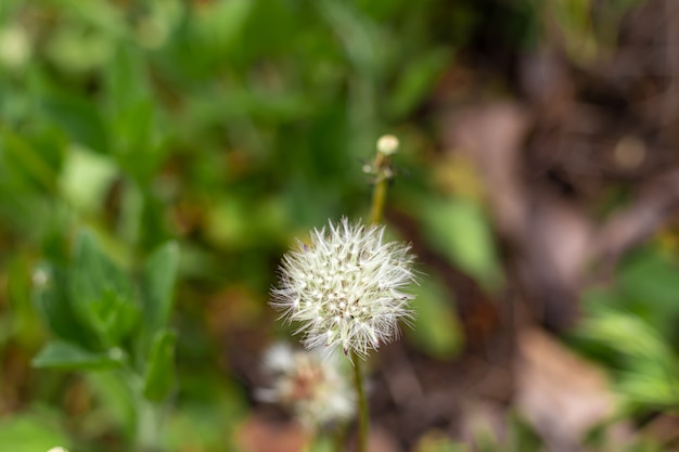 Frühlingsblüte in Gärten und Wäldern. Baumpfingstrosen, Wildblumen. Grüne Blätter.