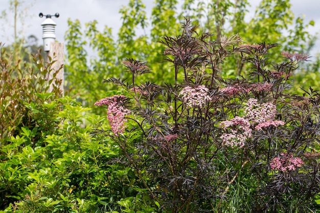 Frühlingsblüte mit outoffocus Wetterstation im Hintergrund