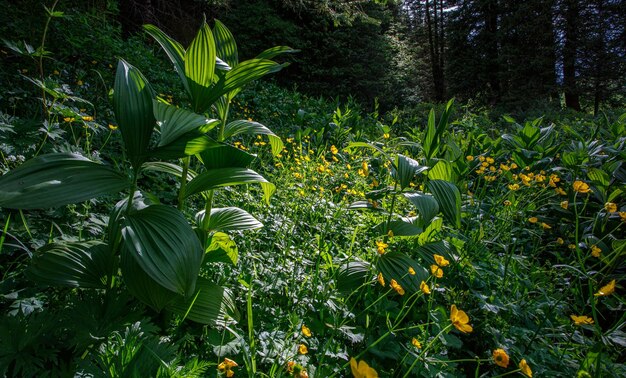 Foto frühlingsblüte von bergkräutern in den bergen