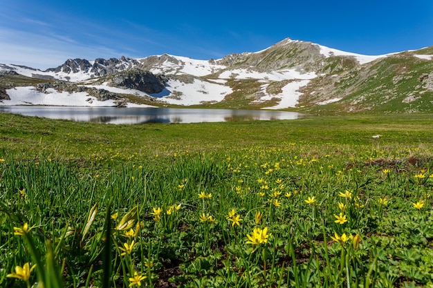 frühlingsblüte von bergkräutern in den bergen