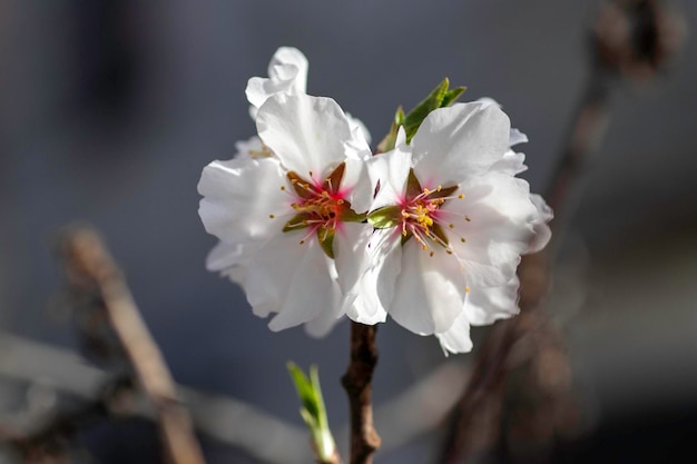 Frühlingsblüte von Blumen auf einem Baum, weiße Blüten