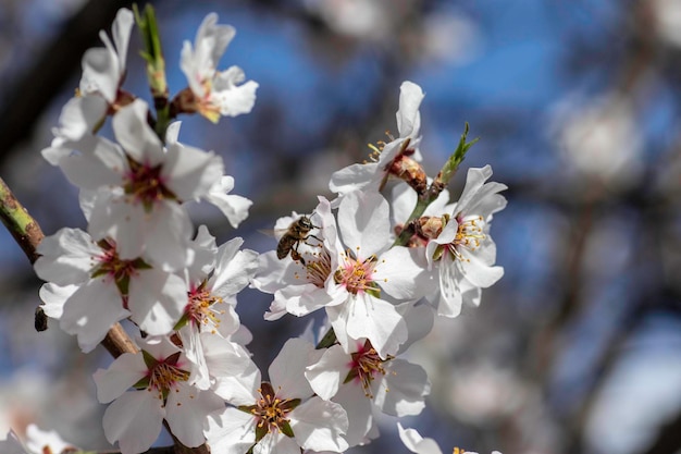 Frühlingsblüte von Blumen auf einem Baum, weiße Blüten