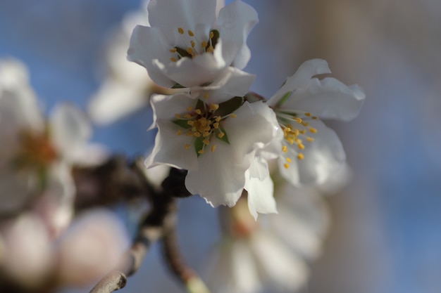 Frühlingsblüte von Blumen auf einem Baum weiße Blumen