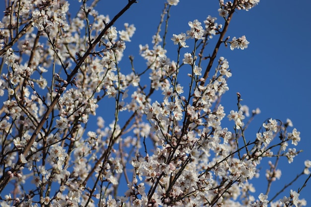 Frühlingsblüte von Blumen auf einem Baum weiße Blumen