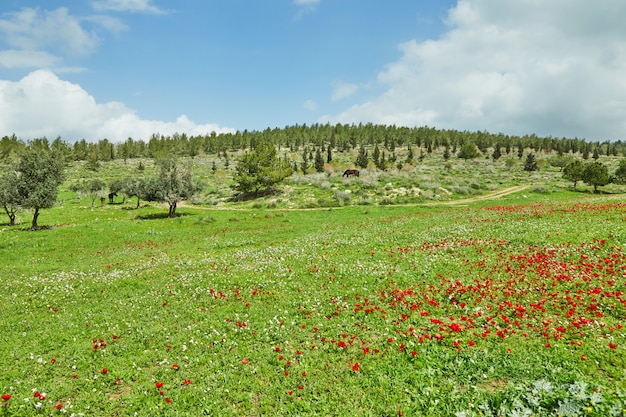 Frühlingsblüte von roten Blumenanemonen in grünen Wiesen im Süden Israels. Rote Mohnblumen, Nationalblume von Israel