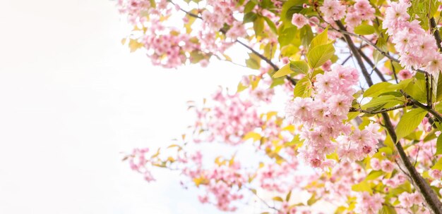 Foto frühlingsblüte von sakura eine festliche hochzeitsgrüßkarte hochzeitseinladung