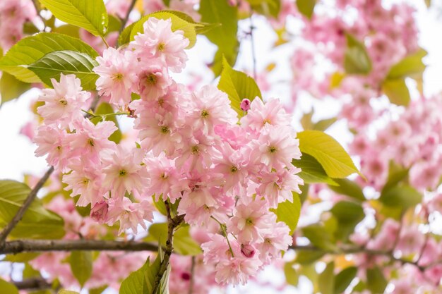 Frühlingsblüte von Sakura eine festliche Hochzeitsgrußkarte Hochzeitseinladung