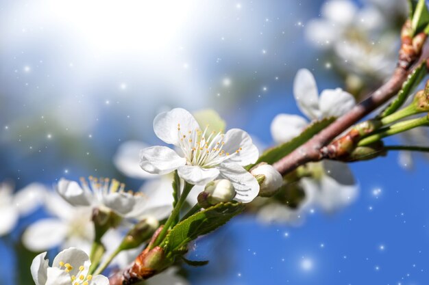 Frühlingsblüte - Weiße Blüten eines Kirschbaums auf einem Frühlingshintergrund.