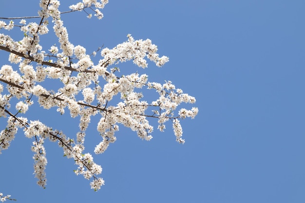 Frühlingsblüte weiße Blumen Kirschblütenzweige