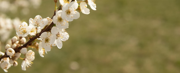 Frühlingsblüte weiße Blumen Kirschblütenzweige