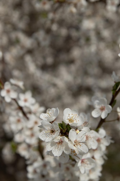 Frühlingsblüte weiße Blumen Kirschblütenzweige