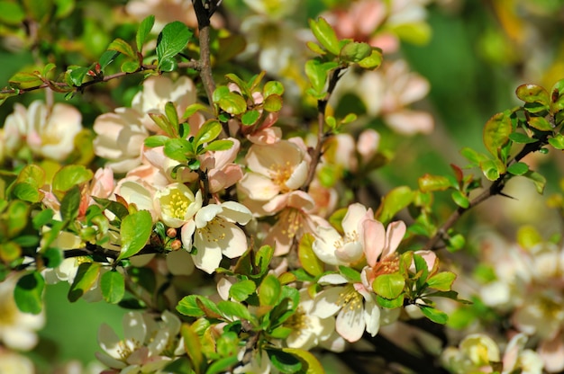 Frühlingsblüte: Zweig eines blühenden Baumes auf Gartenhintergrund