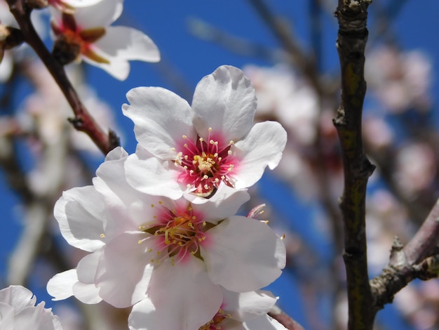 Foto frühlingsblüte