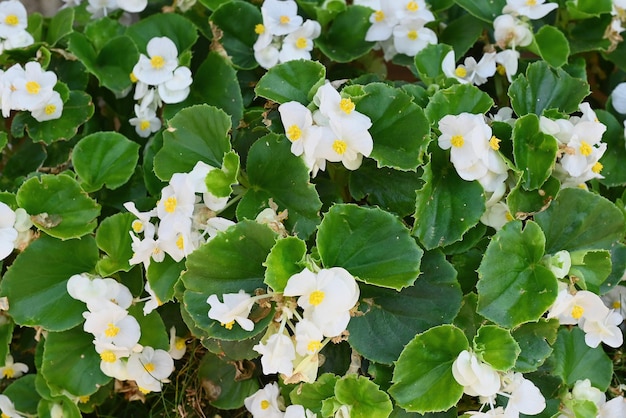 Frühlingsblüten der weißen Begonie blühen auf dem Blumenbeet