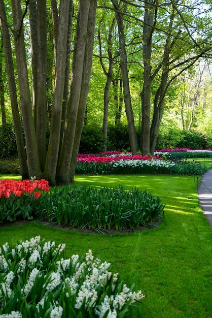 Frühlingsblüten Frühlings Eleganz