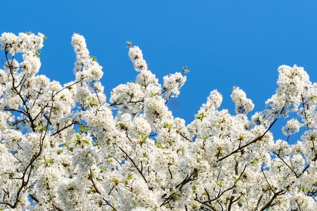 Frühlingsblüten-Kirschbaumblumen und blauer Himmel