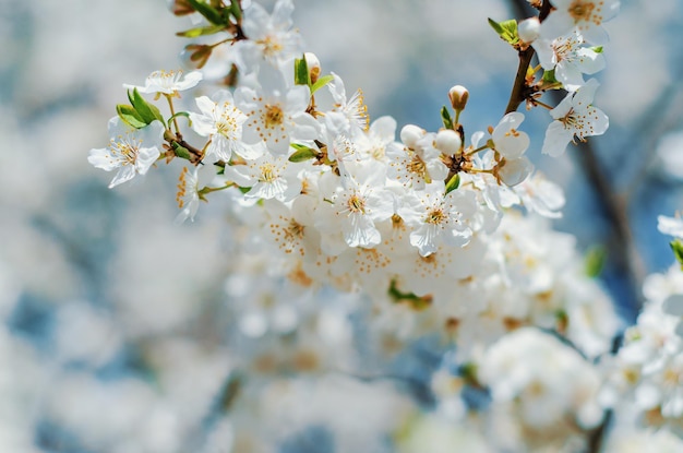 Frühlingsblüten kirschweiße Blüten für den Hintergrund