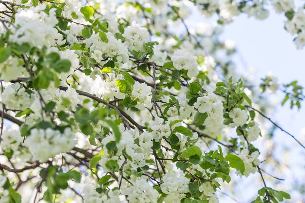 Frühlingsblütenapfelbaum im sonnigen Tag