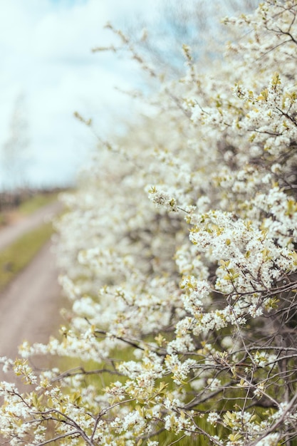 Frühlingsblütenhintergrund mit zart blühenden Kirschbaumzweigen schöne Frühlingsfahne