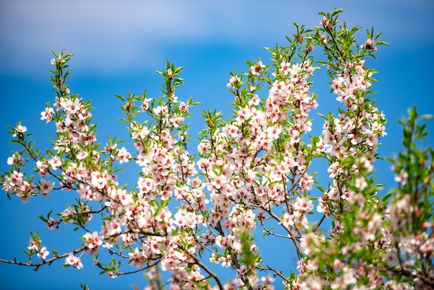 Frühlingsblütenhintergrund. Schöne Naturszene mit blühendem Baum. Sonniger Tag. Frühlingsblumen. Schöner Frühling.