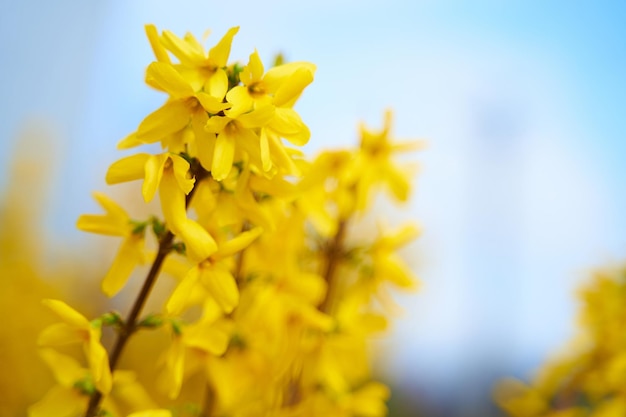 Frühlingsblütenzweig von gelben Blumen gegen blauen Himmel