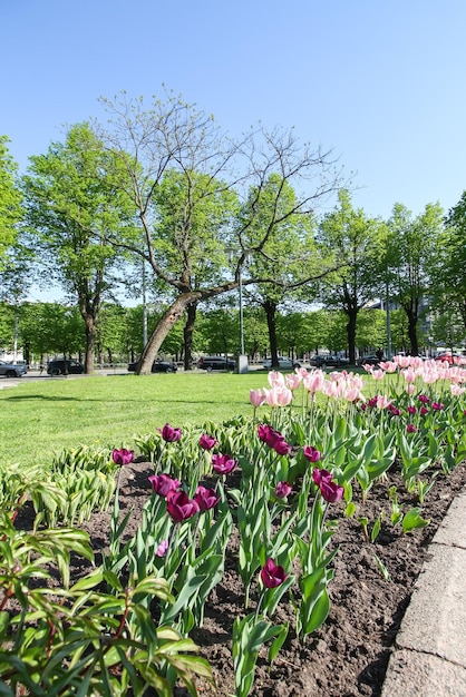 Frühlingsblütezeit im städtischen öffentlichen Park