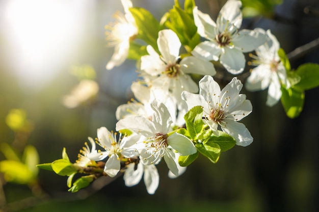 Frühlingsblume. Die ersten Kirschblüten in der Frühlingssonne.