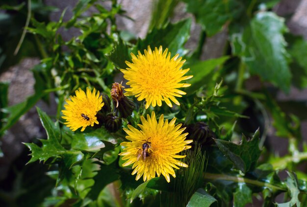 Frühlingsblume Löwenzahn