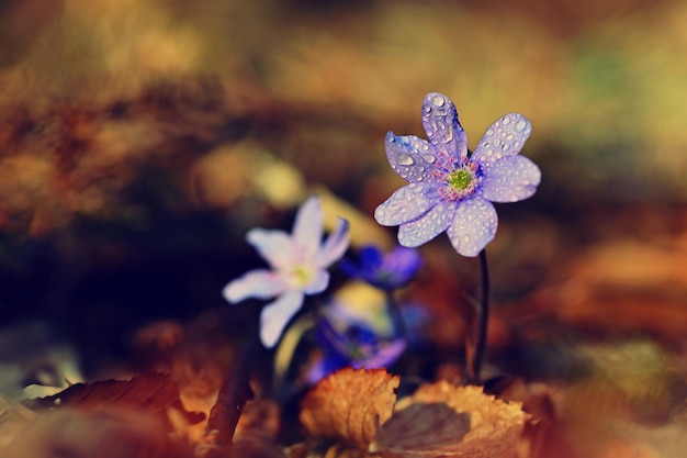 Frühlingsblume Schöne blühende erste kleine Blumen im Wald Hepatica Hepatica nobilis